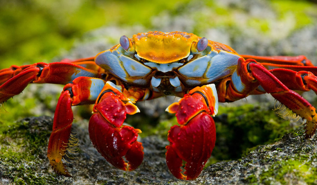 Galapagos Islands Wildlife Crab