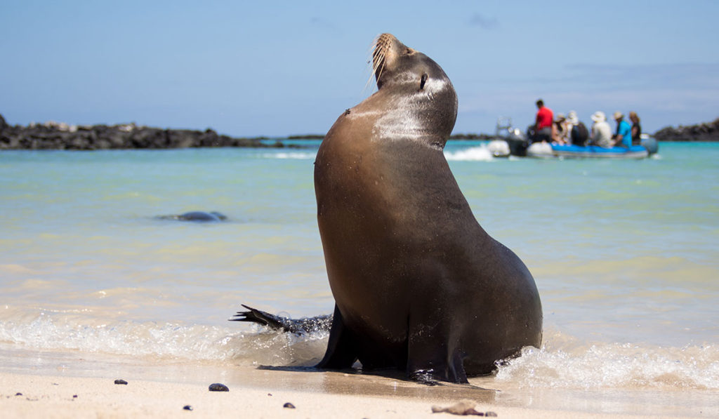 The Galapagos Islands - Seal on Beach