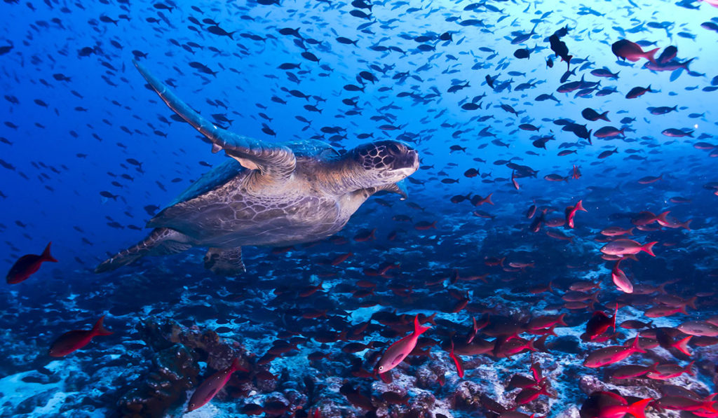 The Galapagos Islands - Undersea Turtle