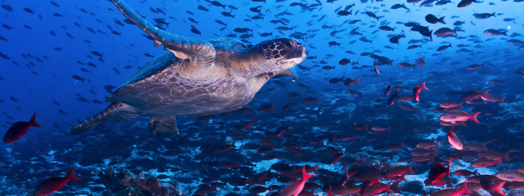 Galapagos Islands - Undersea Turtle